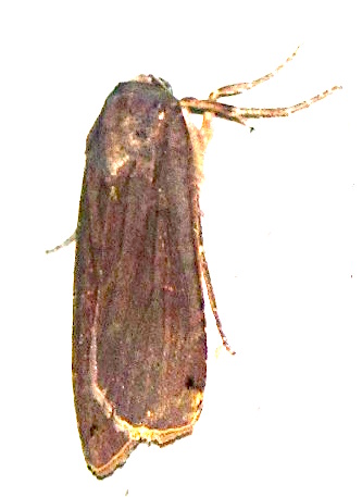 Noctua pronuba